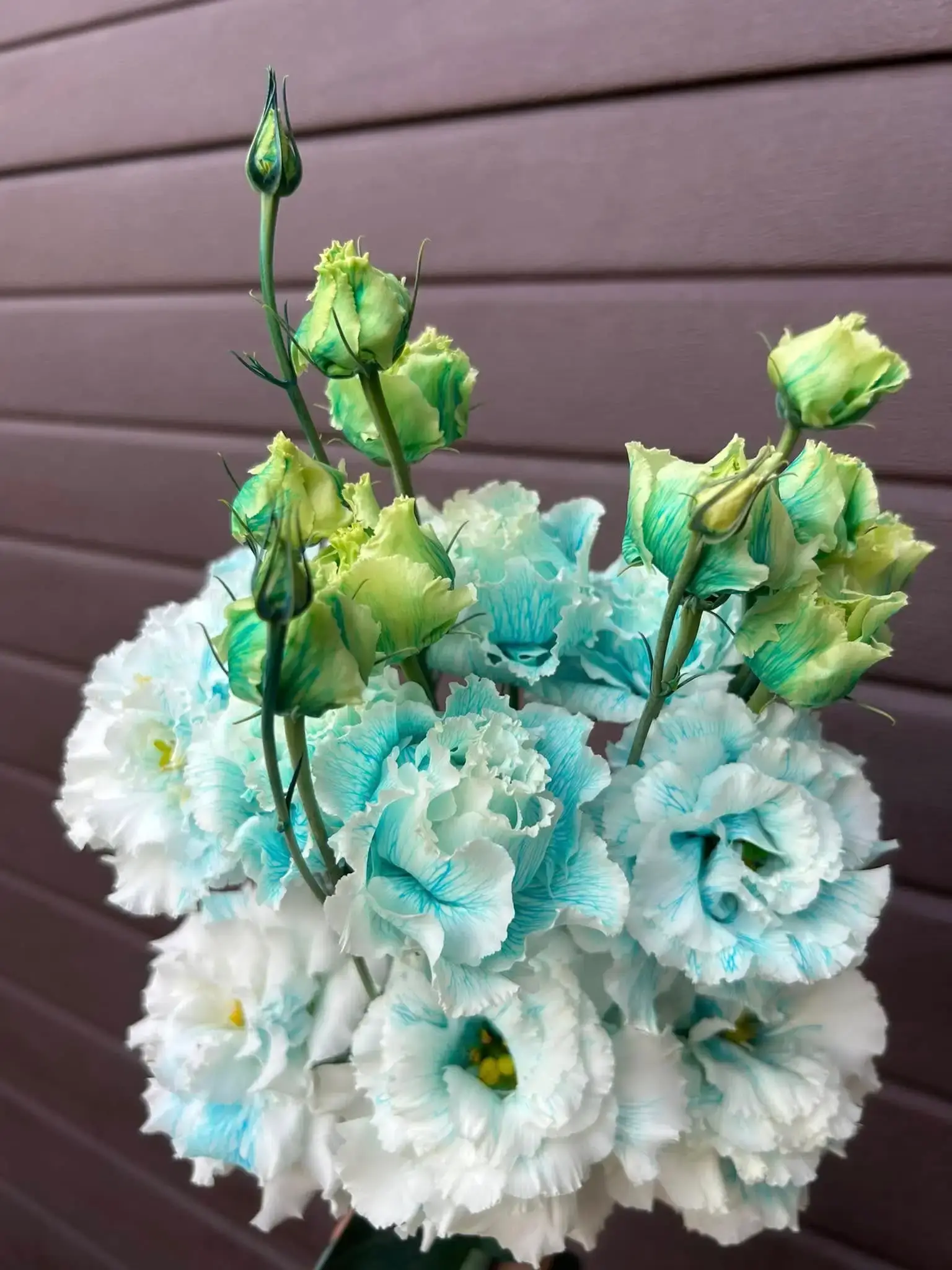 Lisianthus bogat