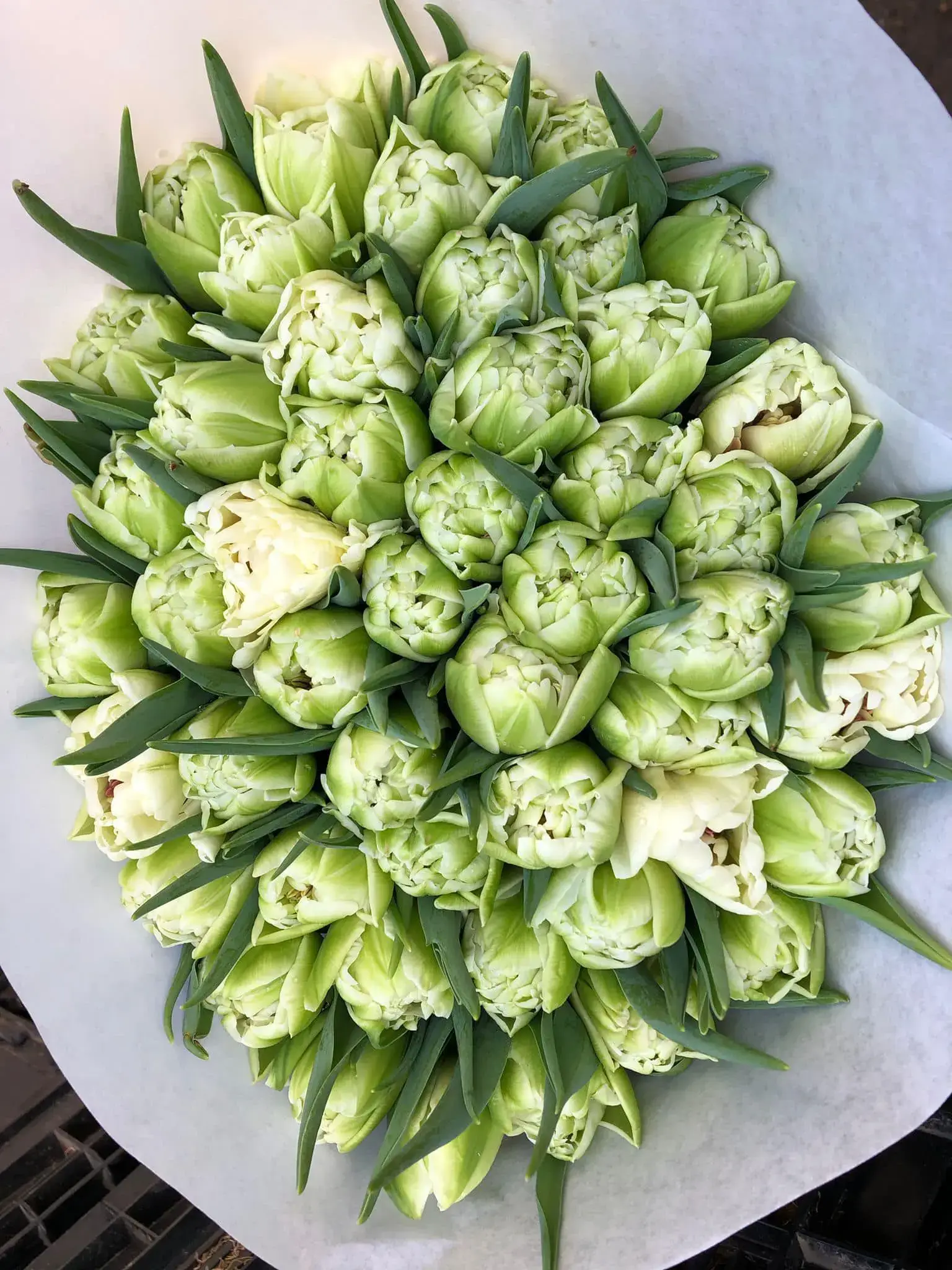 Lalele verzi de primăvară